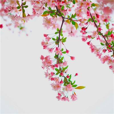 凤凰彩票app下载手机版